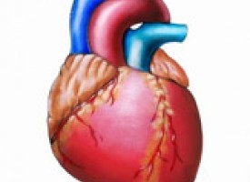 Esporotricosis pulmonar | SÃ­ntomas y tratamiento